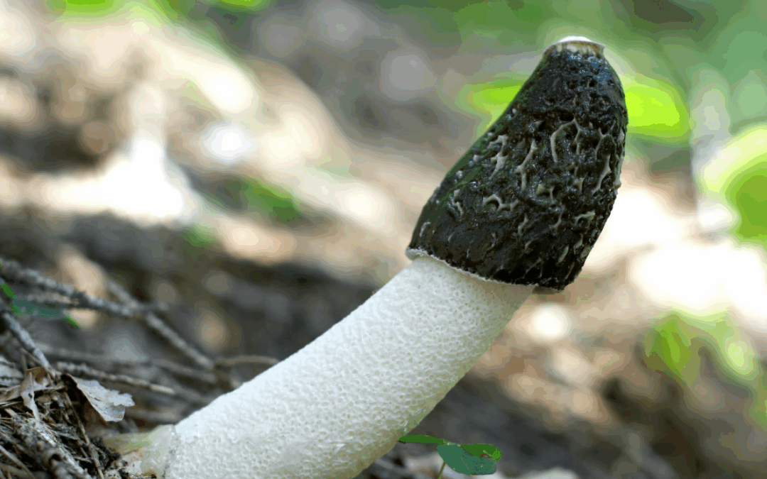 El Falo en el Espejo: y la Autoaceptación Masculina