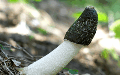 El Falo en el Espejo: y la Autoaceptación Masculina